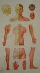 Плакаты по иглотерапии и точечному массажу (профессиональные) (цветные) (оригинальные Китай)